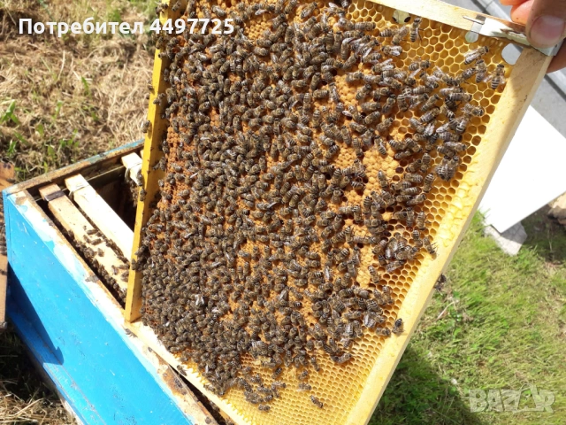 Пчелни отводки и пчелни рамки със запечатано пило и пчели