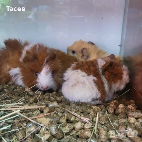 Морски свинчета