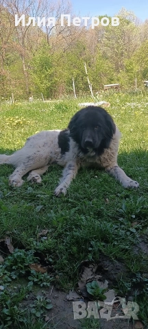 кученце , снимка 3 - Бо - 52890717