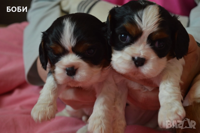 Кавалер Кинг Чарлз Шпаньол, снимка 2 - Кавалер кинг чарлз шпаньол - 52735606