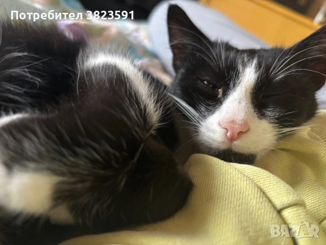 Подарявам мъжkо котенце на 4 месеца - Батман, снимка 2 - Други - 51780705