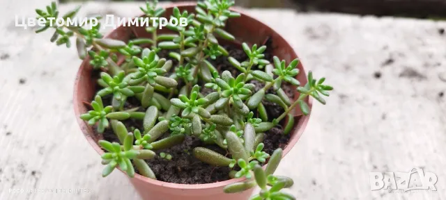 седум зелен килим (green carpet)