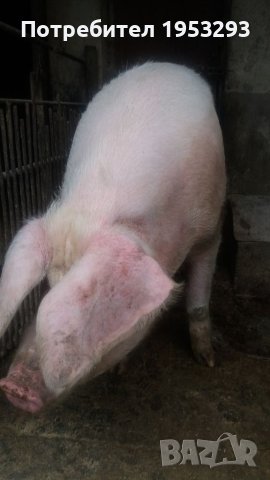 Прасета елитни българска бяла, снимка 4 - Прасета - 42480237