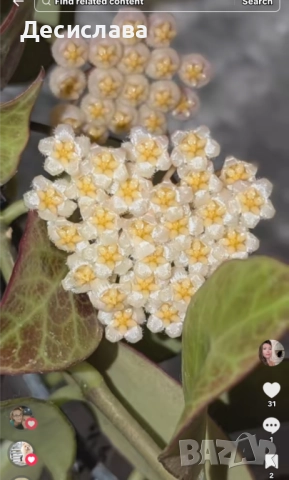 Хоя/ Hoya (резници-cuttings) , снимка 4 - Стайни растения - 47188490