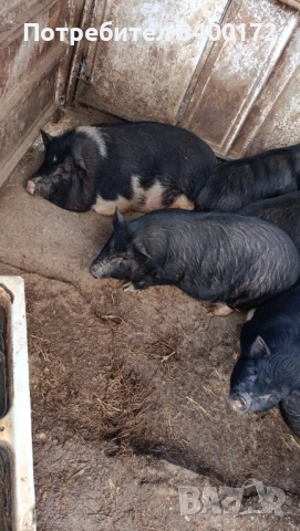 Виетнамски прасета 🐷🐷🐷, снимка 2 - Прасета - 52636717