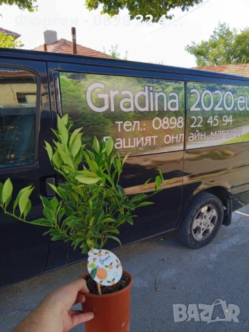 КАЛАМОНДИН - МИНИ ПОРТОКАЛ , снимка 3 - Разсади - 50910478