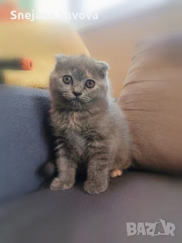 женско клепоухо шотландско коте