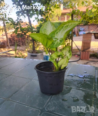 Сингониум - Сингониум - 
Малък -4,99лв.
Голям - 6,99лв., снимка 3 - Стайни растения - 51917519