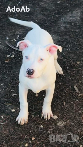 Були с родословие , снимка 3 - Питбул - 52672004