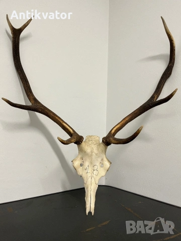 Трофей от елен