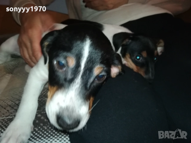 ДЖАК РЪСЕЛ КУТРЕ-ПОСЛЕДНА БРОЙКА-ЖЕНСКО 2610250706, снимка 2 - Джак ръсел териер - 52182513