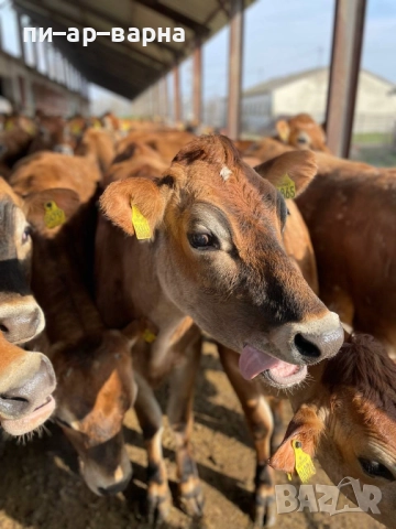 #продажбанаакции #русевхолдингеад #акционернодружество #съкооператори #ферма #фермазакокошки #яйца , снимка 11 - Продажба или споделяне на готов бизнес - 52383178