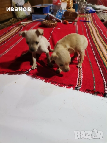 пинчерчета за продажба, снимка 5 - Пинчер - 52712957