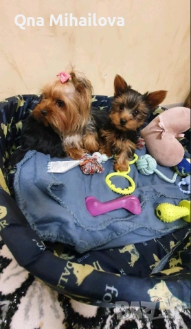 мини йоркширски териер, снимка 2 - Йоркширски териер - 53135631