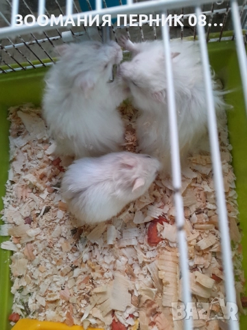 бял ангорски хамстер 