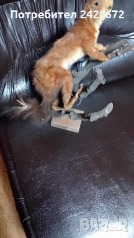 препарирана глава сърандак Препарирана бялка Препарирана катеричка., снимка 8 - Други - 52065871