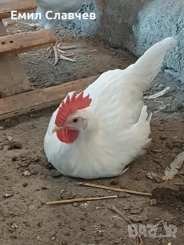 Продавам петлета бял Легхорн, снимка 3 - Кокошки и пуйки - 51583637
