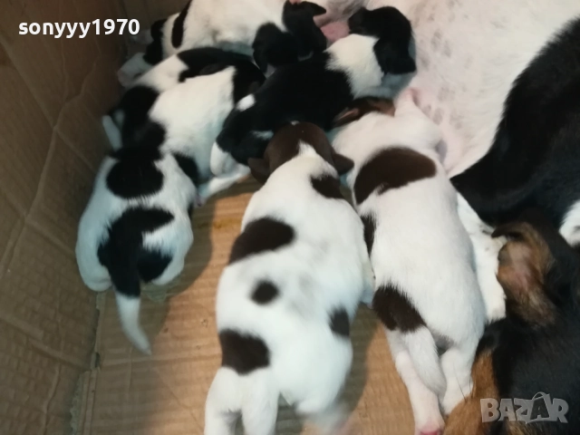 ДЖАК РЪСЕЛ-ПРОДАВАМЕ КУЧЕНЦА 250ЛВ ЗА БРОЙ 2908250958, снимка 8 - Джак ръсел териер - 51530695