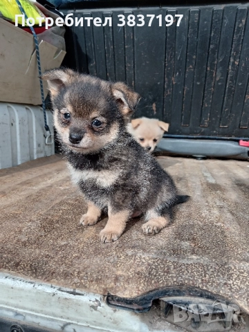 мъжки и женски кучета , снимка 7 - Пинчер - 52864232