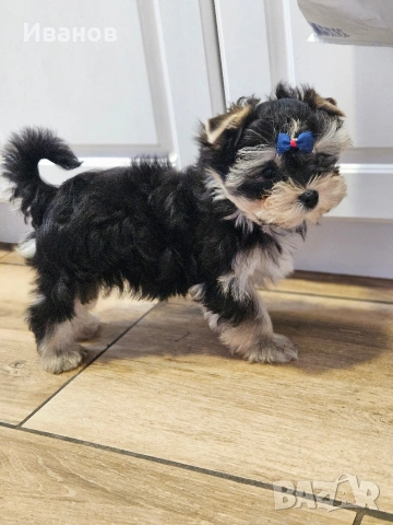 Йоркширски териер , снимка 3 - Йоркширски териер - 54068536