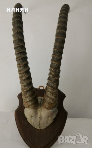 Уникален трофей  рога   антилопа Сейбъл. , снимка 6 - Други - 40656100