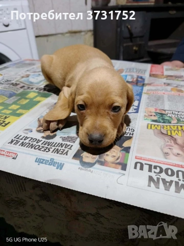 Кучета за трюфели, снимка 4 - Бретон шпаньол - 53282169