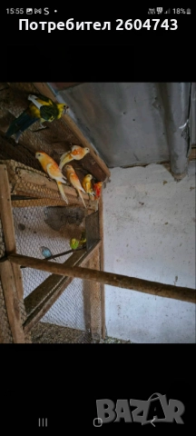 Продавам различни видове папагали , снимка 3 - Папагали - 52892178