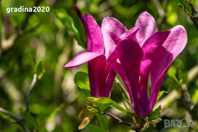 Магнолия Сюзън - Susan, снимка 5 - Разсади - 37824227