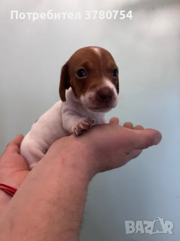 Дакел пиебалд piebald dachshund , снимка 2 - Дакели - 56338485