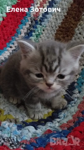 Шотландски котенца , снимка 10 - Други - 54288216