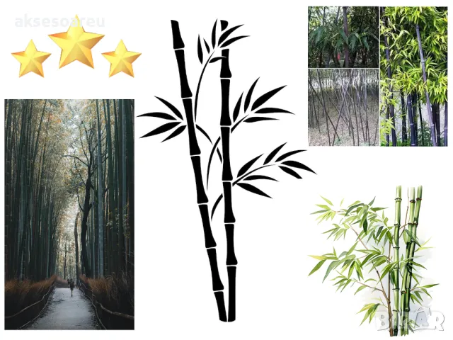 100 висококачествени семена Студоустойчив черен бамбук от САЩ за Декорация на дома и Градината , снимка 11 - Сортови семена и луковици - 49727476