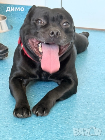 Английски стафордширски бултериер, снимка 7 - Други - 52136623