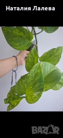 Епипремнум, epipremnum Marble Green