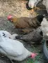 Домашни кокошки, снимка 4