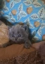 Британски сини колорпойнти , снимка 6
