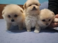 продавам малки кученца 2 момчета и 1 момиче Шпиц померан , снимка 1