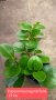 7 растения за продажба за отглеждане в саксия , снимка 1 - Стайни растения - 42902001