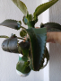 Самораждащо се каланхое, снимка 1 - Стайни растения - 44685165