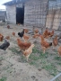 Дворни пилета за яйца и месо, снимка 6