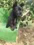 Мини цверк шнауцер , снимка 1