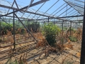 Продава се стъклена оранжерия, снимка 17