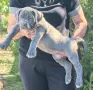 Американско Були Хл/American Bully XL , снимка 7