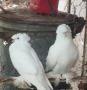 продавам гълъби, снимка 1