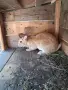 Зайци Великан и Чинчила, снимка 6