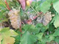 Мускат отонел стари лозя, снимка 3