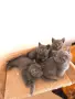 Британски котенца – 2 мъжки и 1 женско 🐱, снимка 2