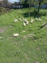 Пекински патици, снимка 3