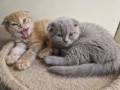 Шотландски котенца на 2 месеца, снимка 1