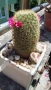 Кактус Мамилария, снимка 5