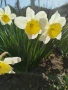 Продавам различни сортове нарциси и коледници, снимка 5